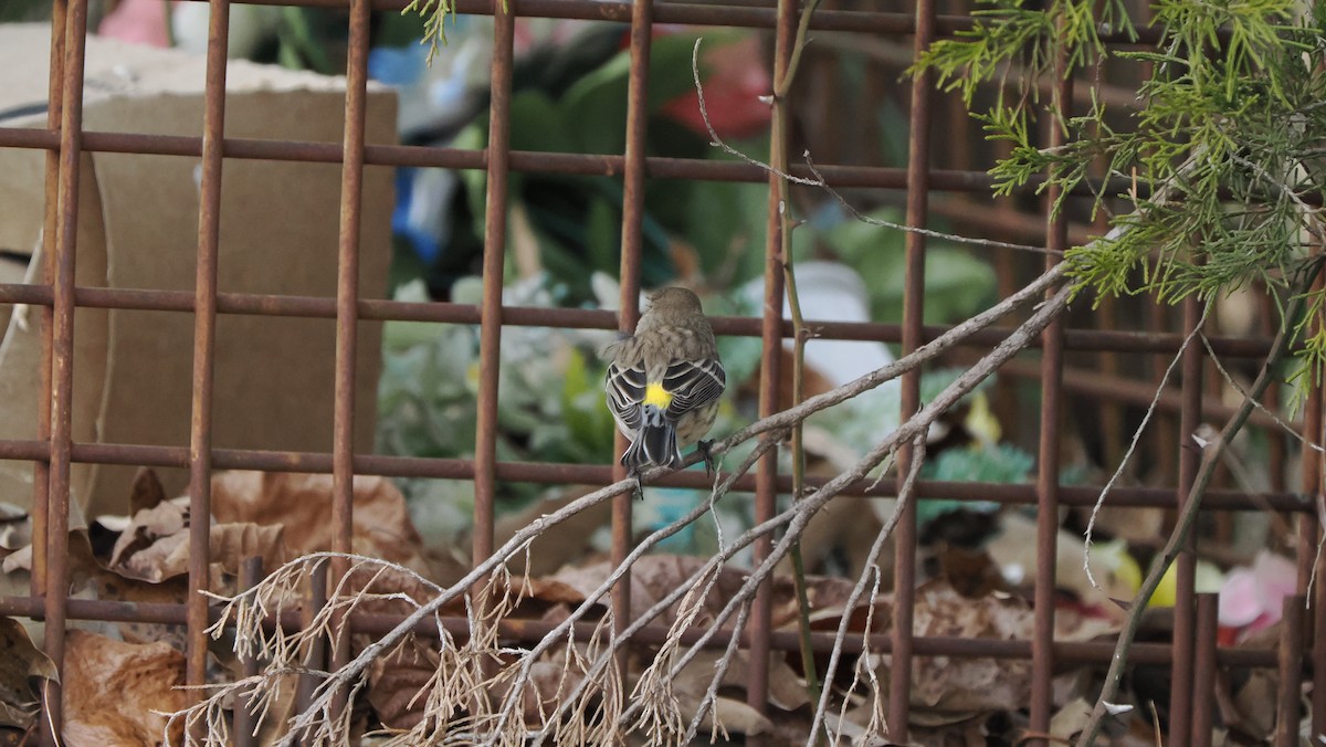 lesňáček žlutoskvrnný - ML647135449