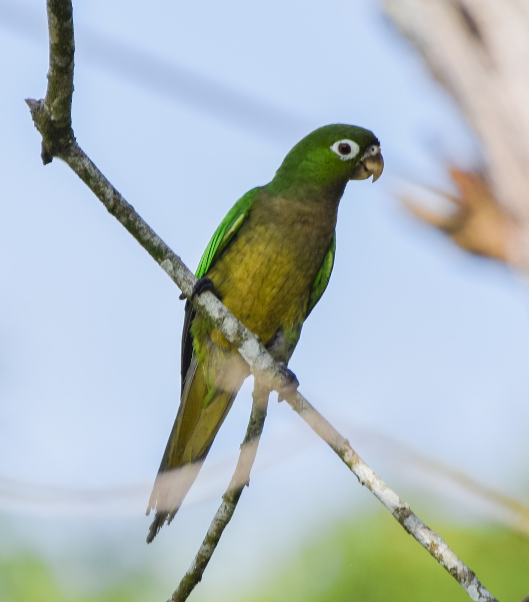 aratinga jamajský - ML647135450