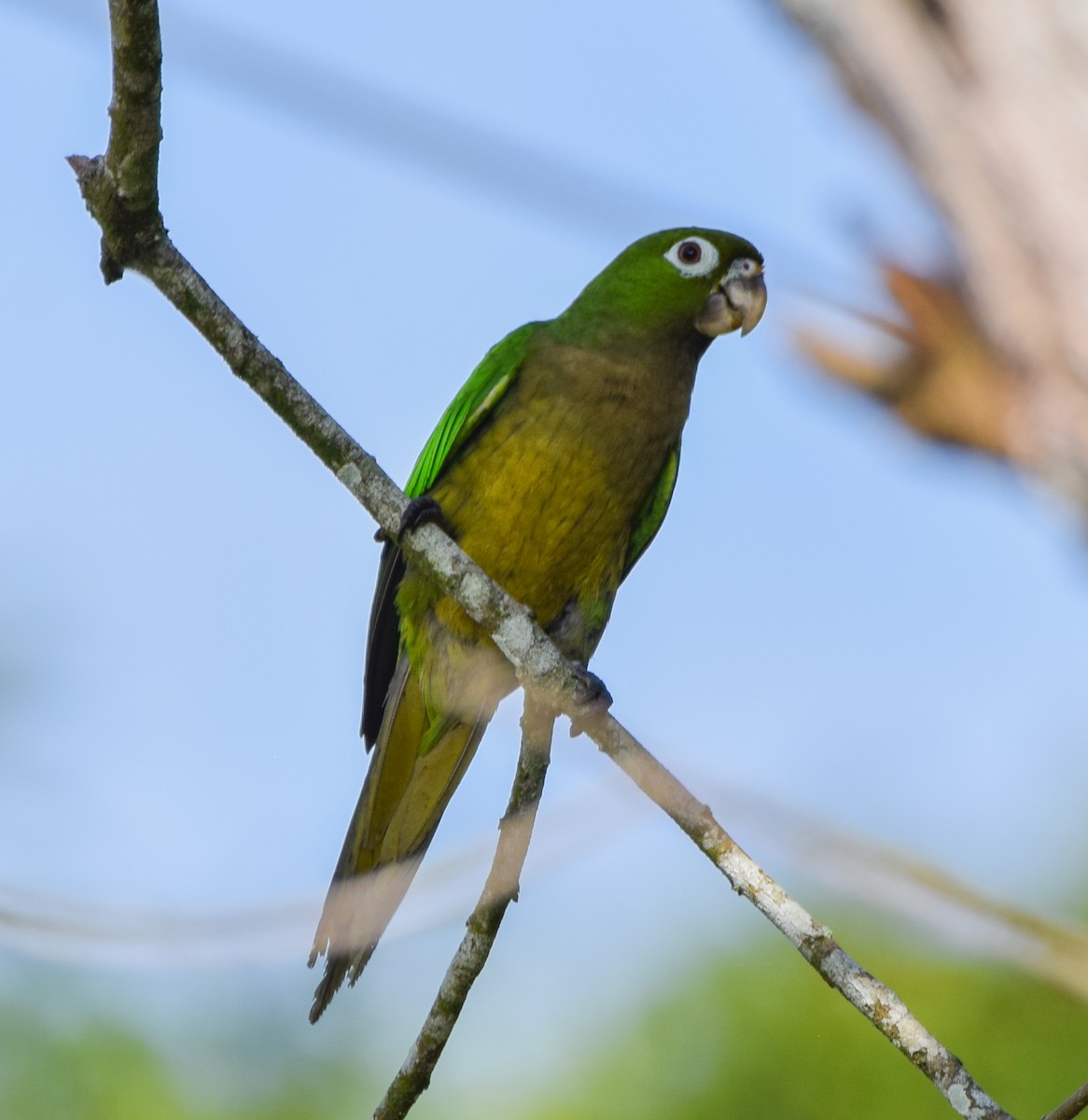 aratinga jamajský - ML647135451