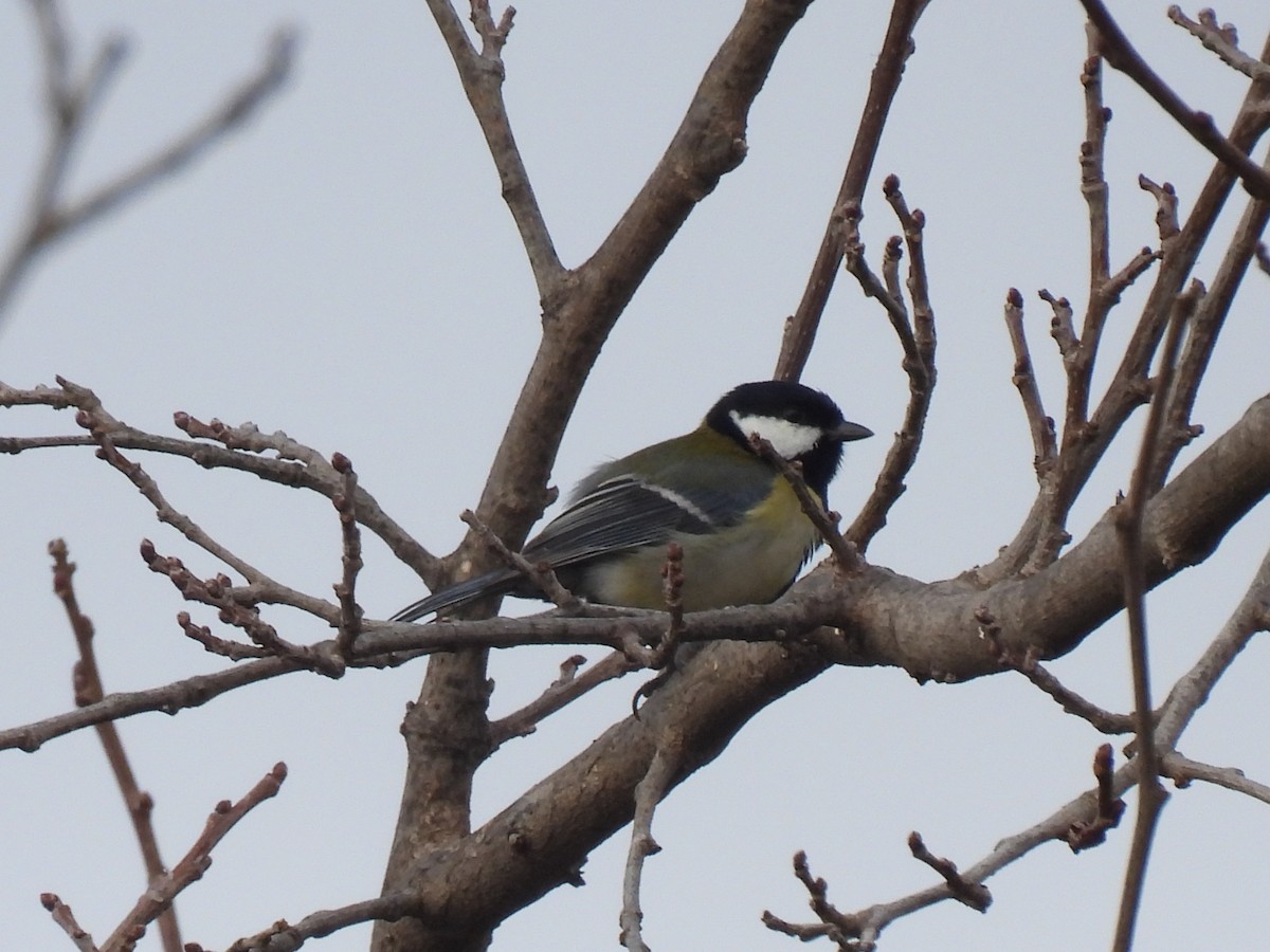 sýkora koňadra - ML647135452