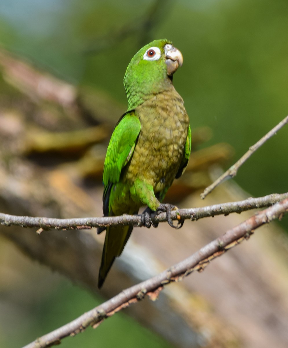 aratinga jamajský - ML647135453