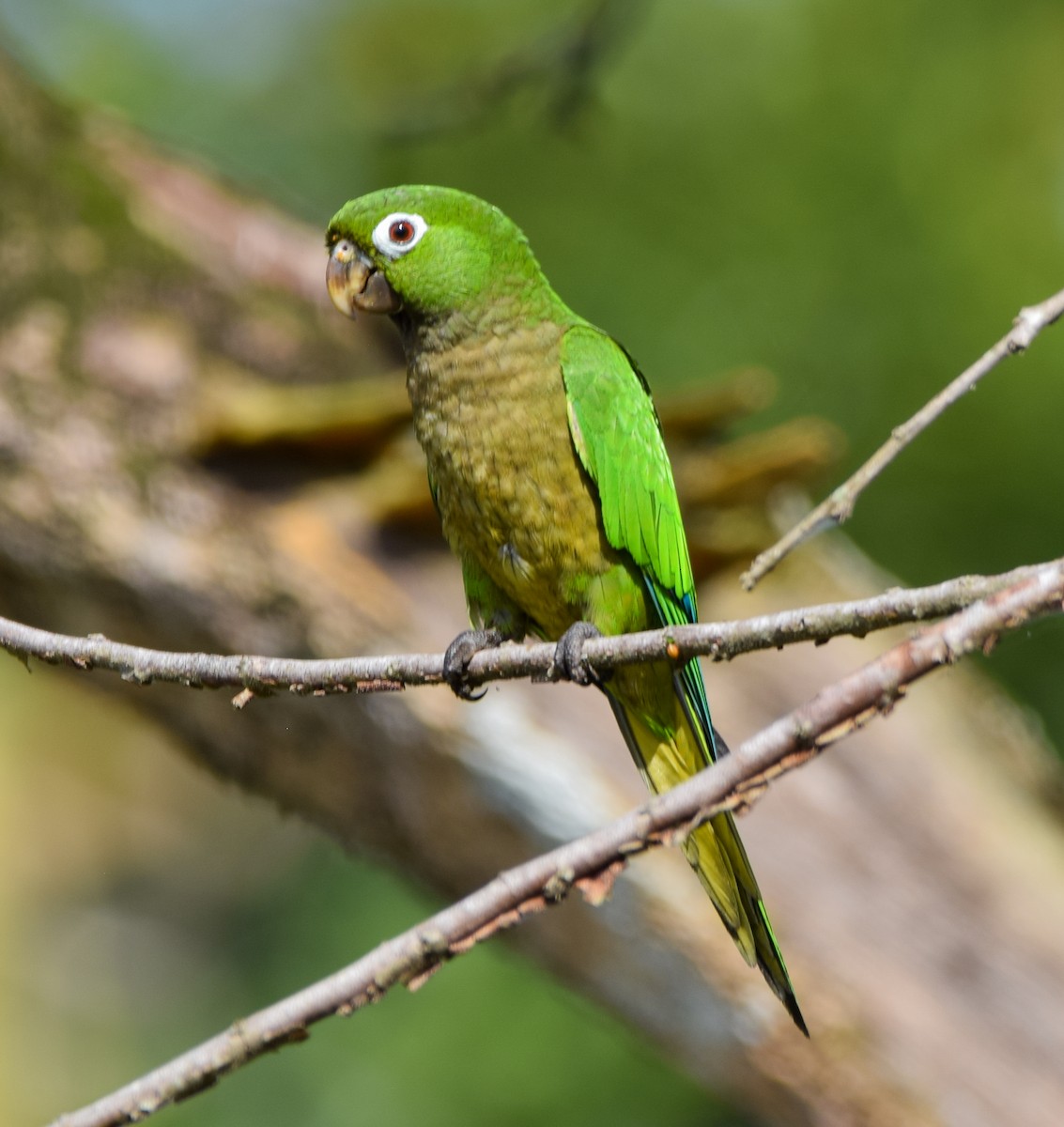 aratinga jamajský - ML647135454