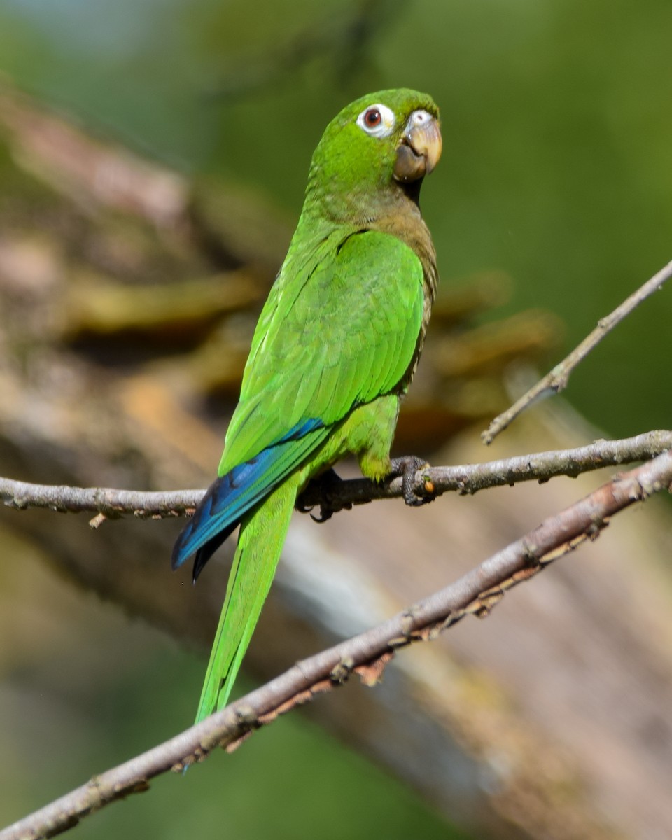 aratinga jamajský - ML647135455