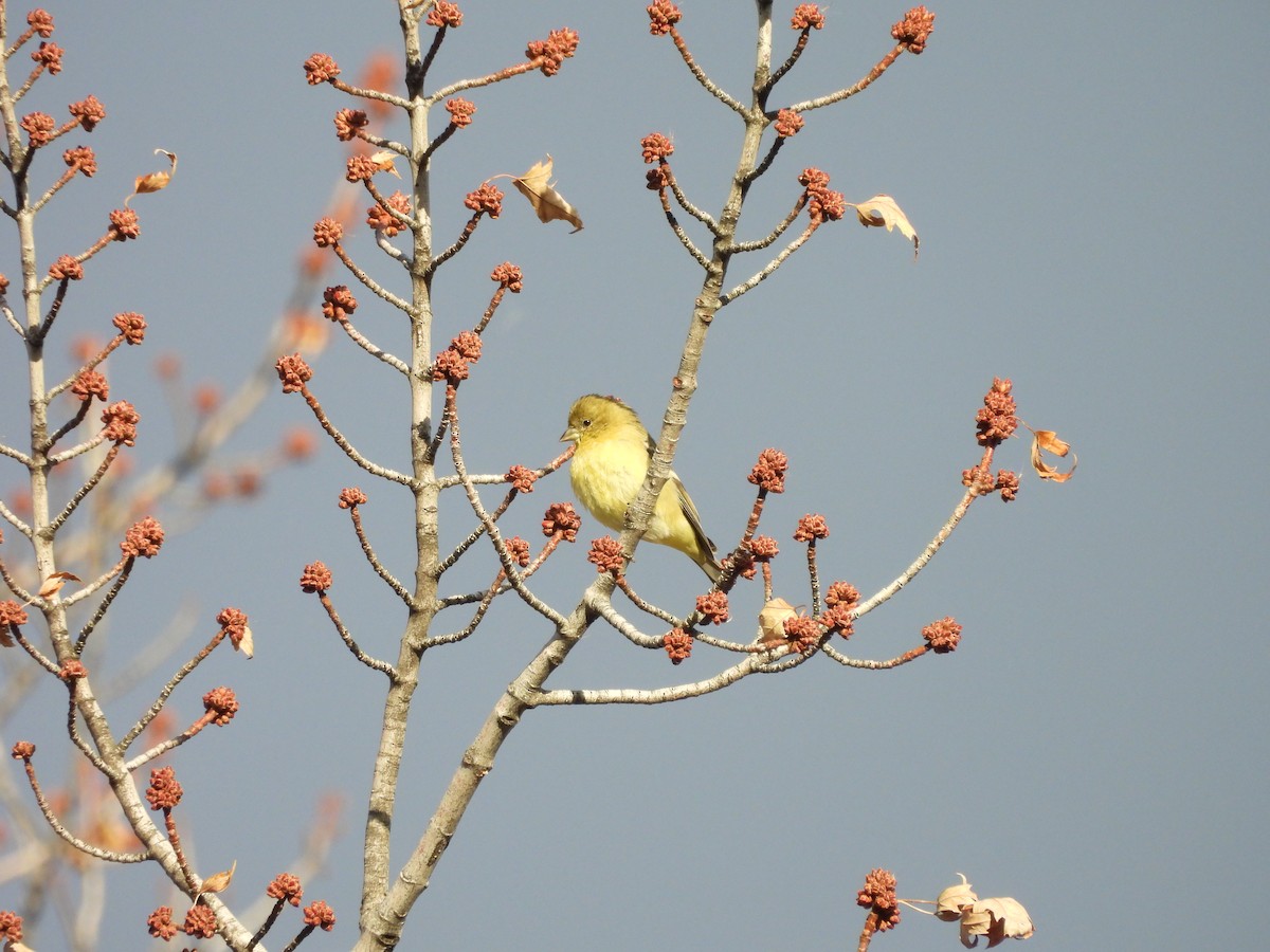 čížek mexický - ML647135456