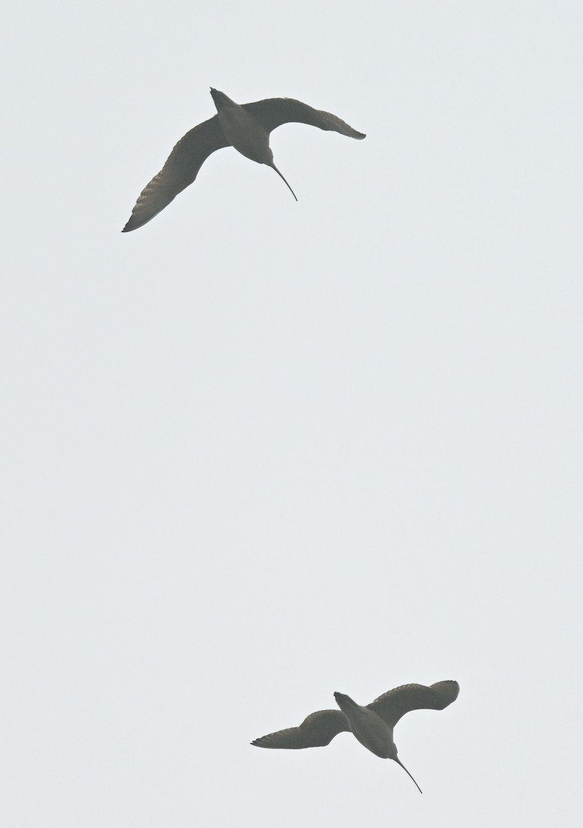 koliha americká - ML647135457