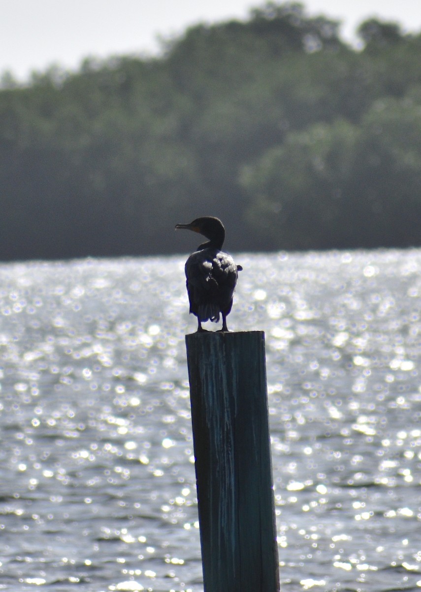 kormorán ušatý - ML647135458