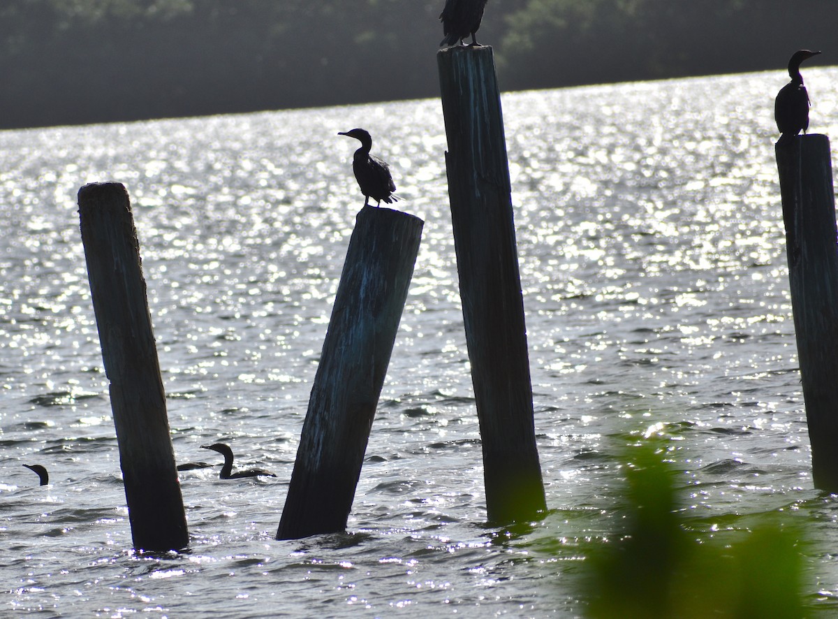 Cormorán Orejudo - ML647135459