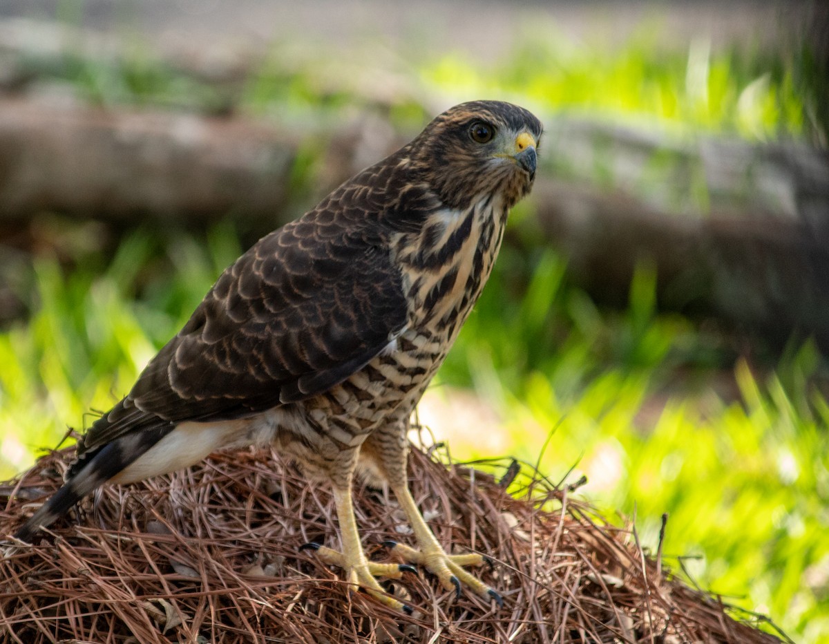 Busardo Caminero - ML647135460