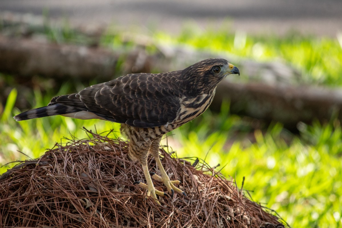 Busardo Caminero - ML647135462