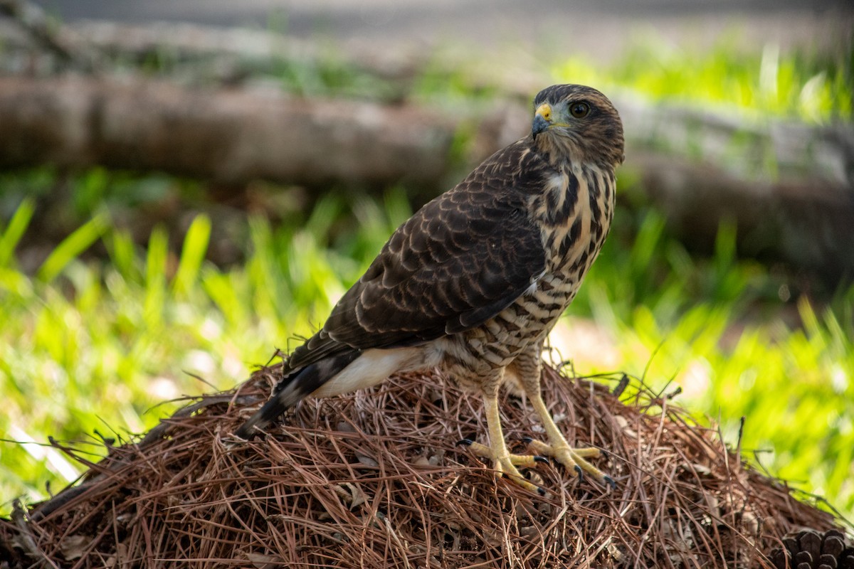Busardo Caminero - ML647135463