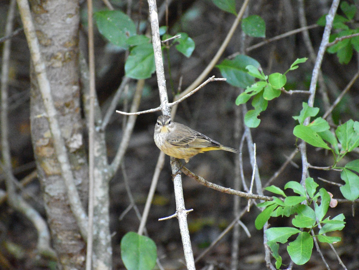 Reinita Palmera - ML647135464