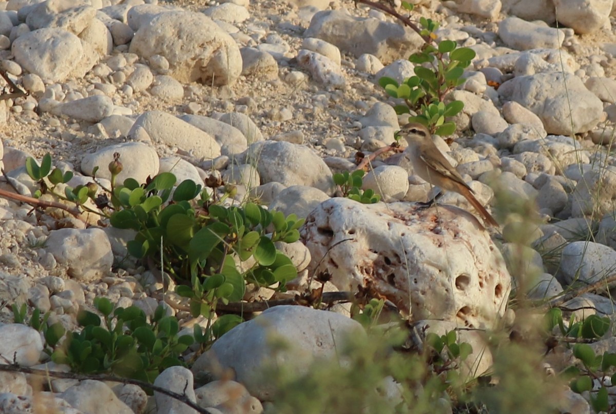 Улбар сүүлт дунхай - ML647135468