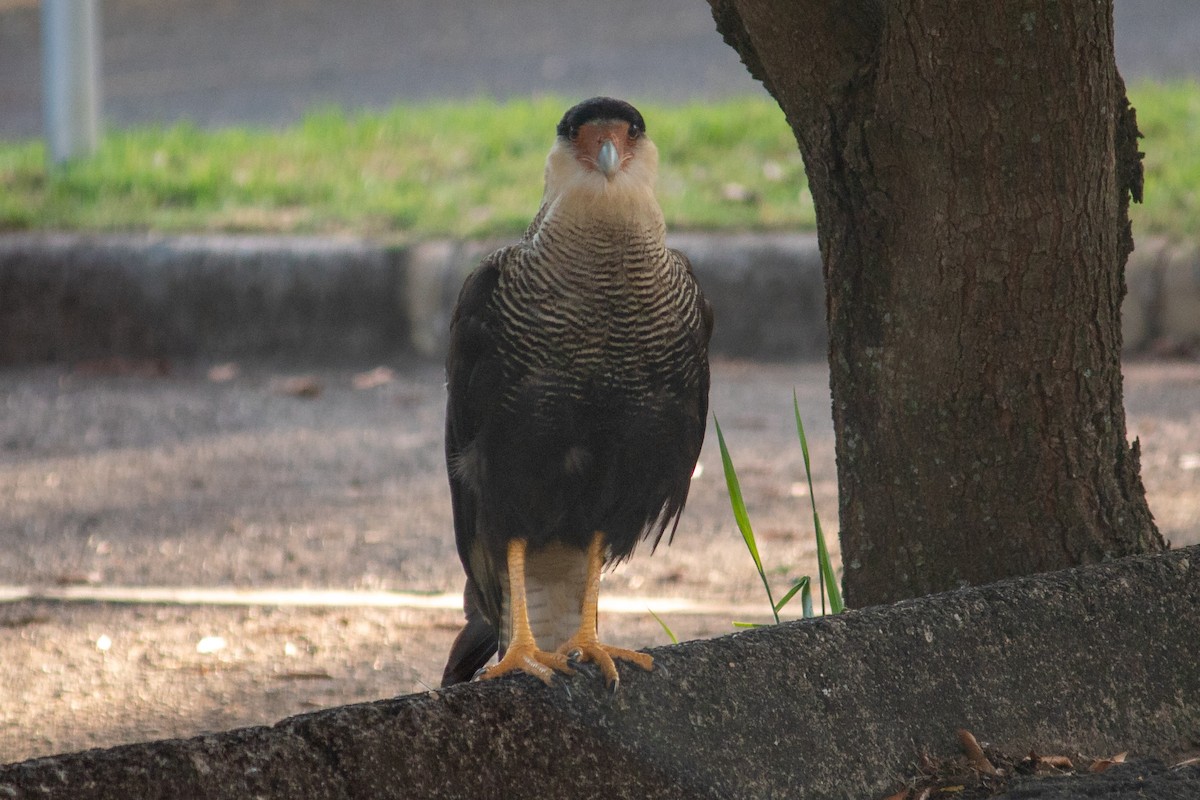 Caracara Carancho - ML647135470