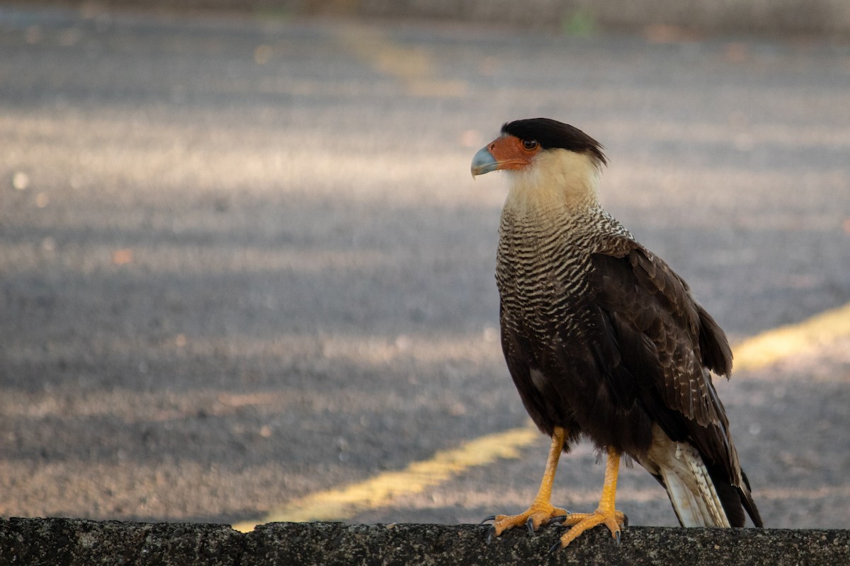 Caracara Carancho - ML647135471