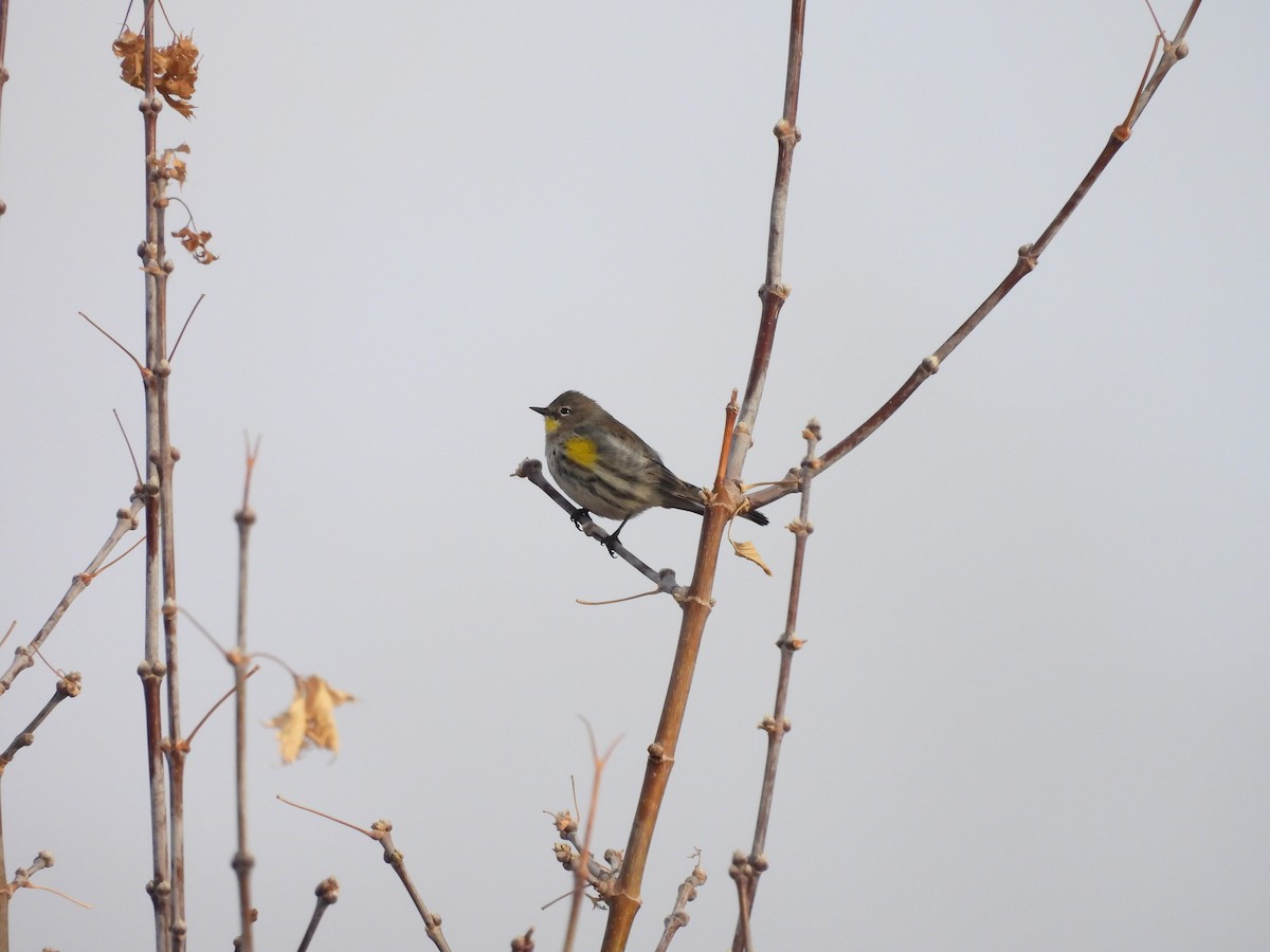 Paruline à croupion jaune - ML647135472