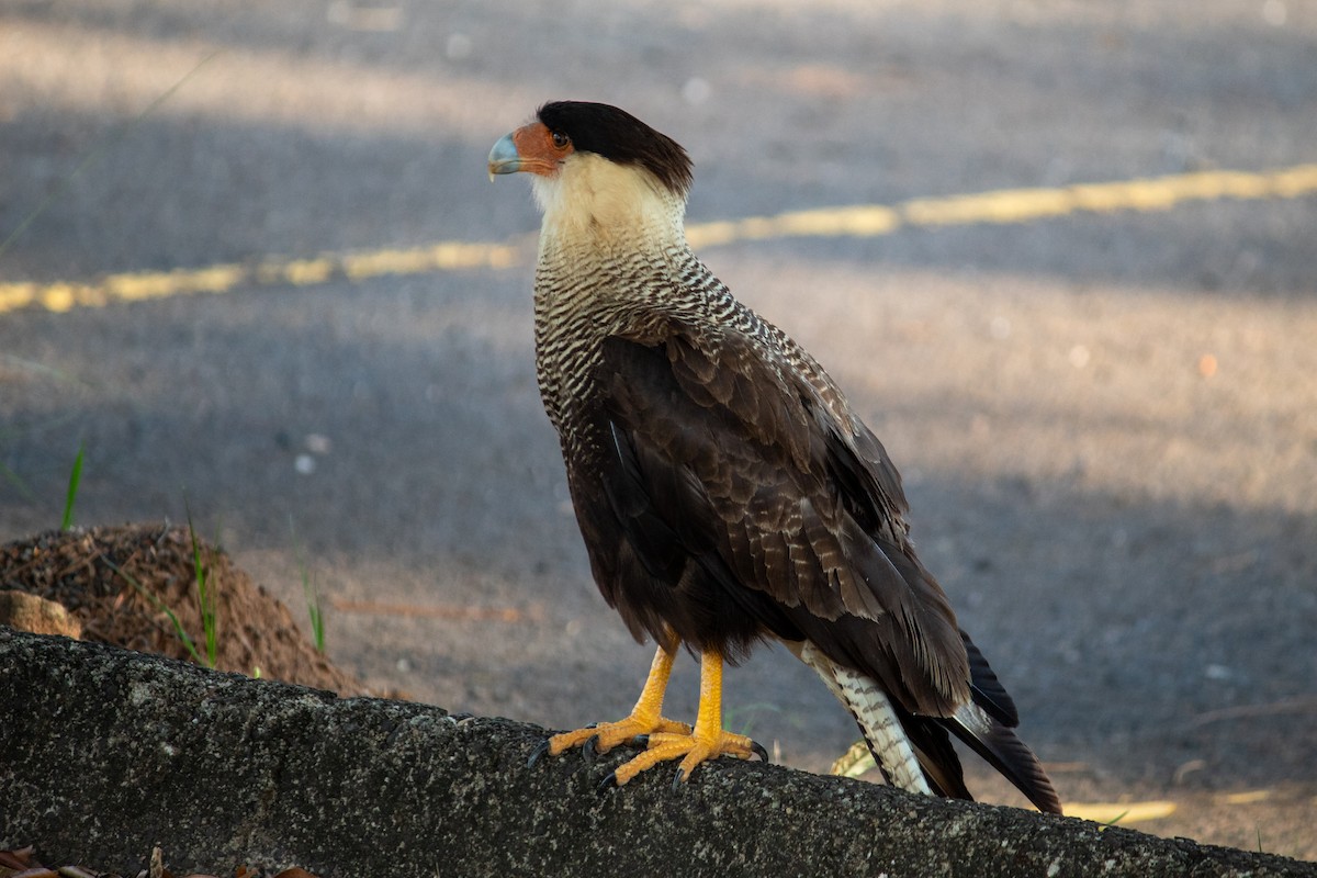 Caracara Carancho - ML647135473