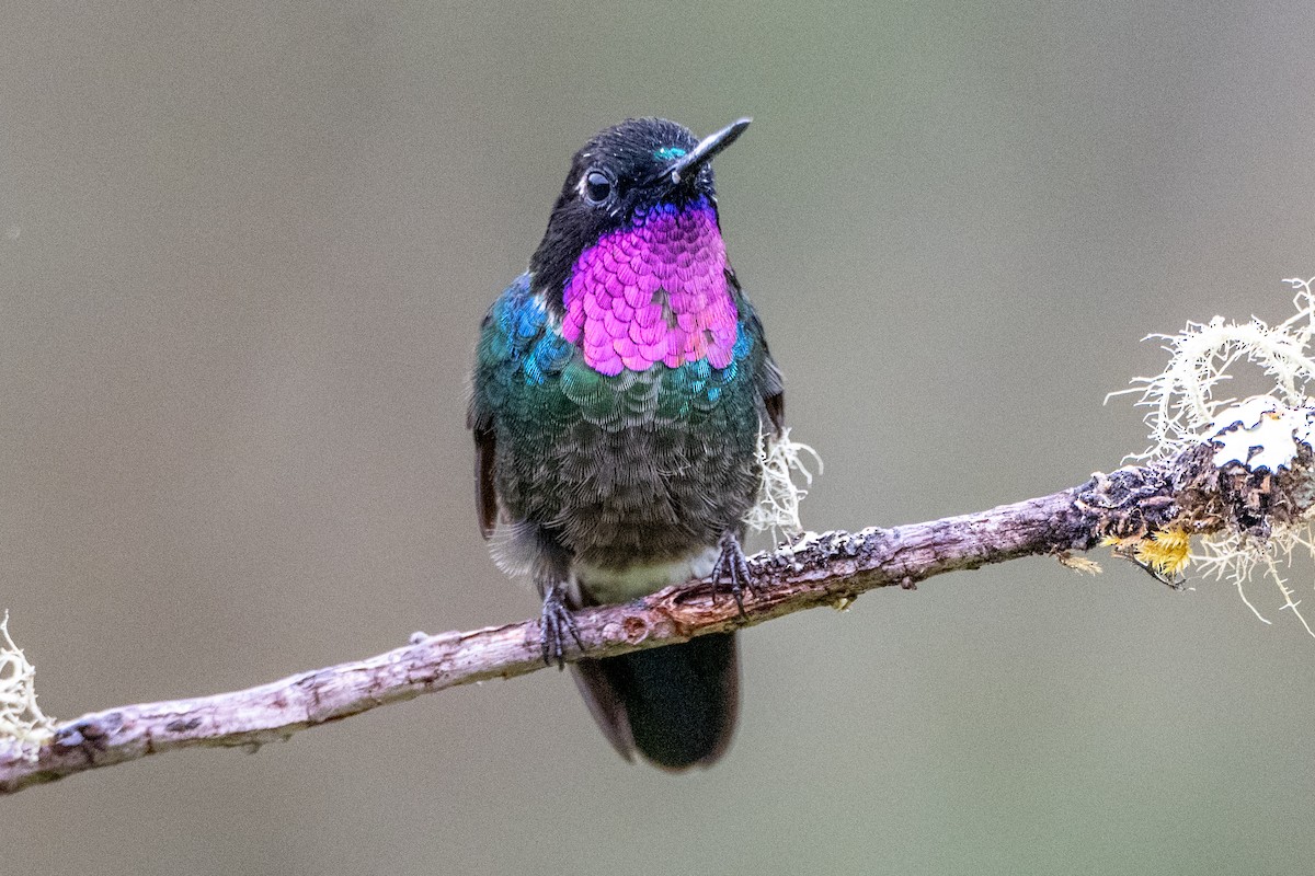 inka modrohrdlý - ML647135474