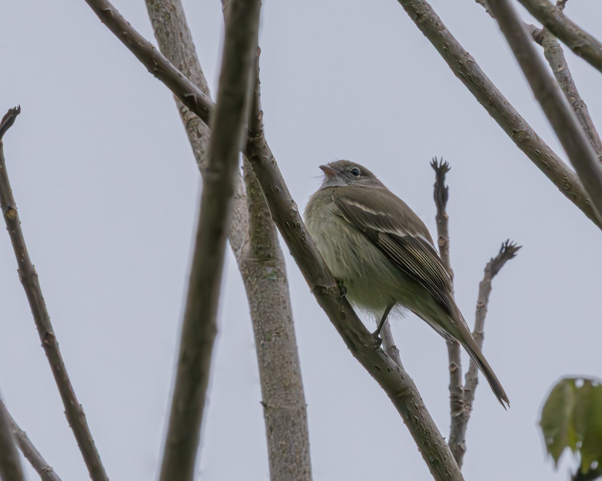 Fiofío Montano - ML647135477