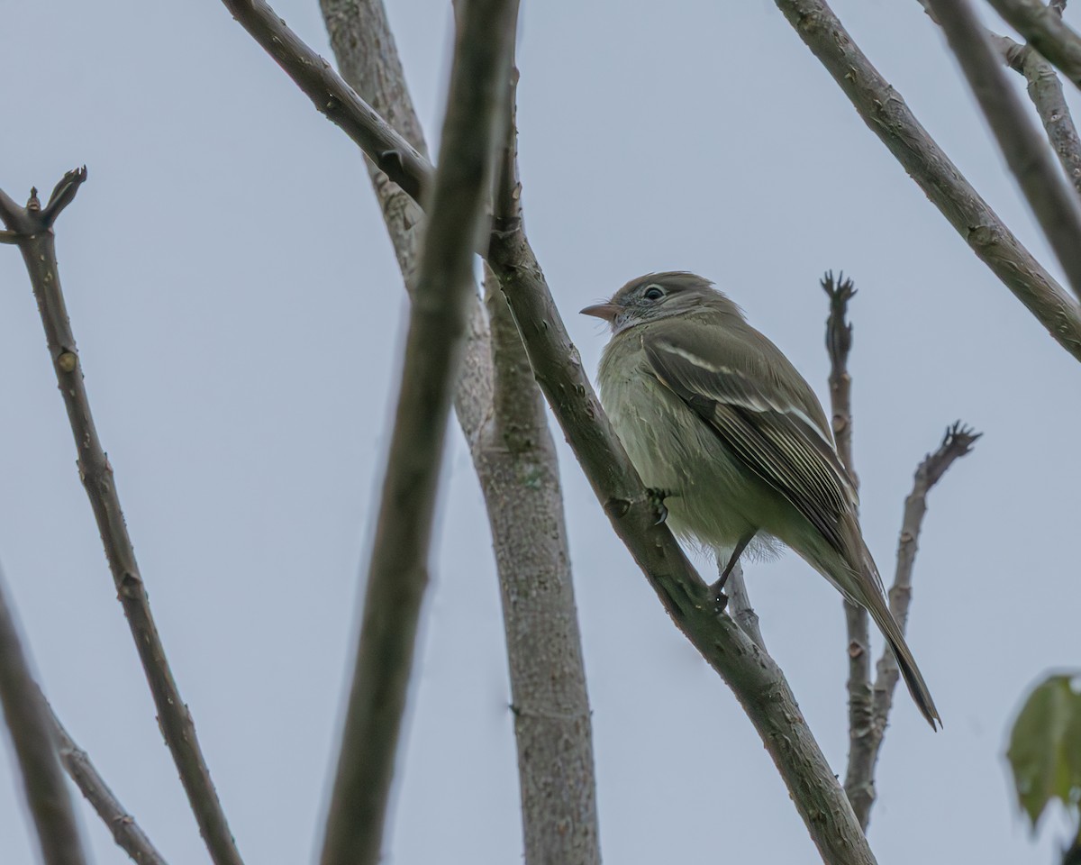 Mountain Elaenia - ML647135478