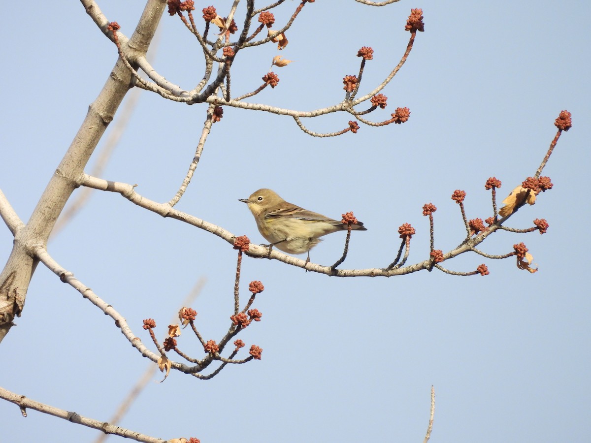 Paruline à croupion jaune - ML647135479