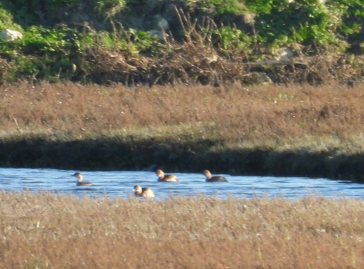 Little Grebe - ML647135485