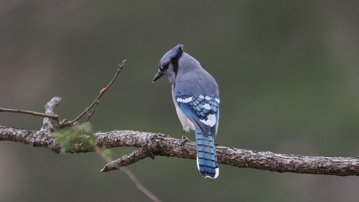 Chara Azul - ML647135487