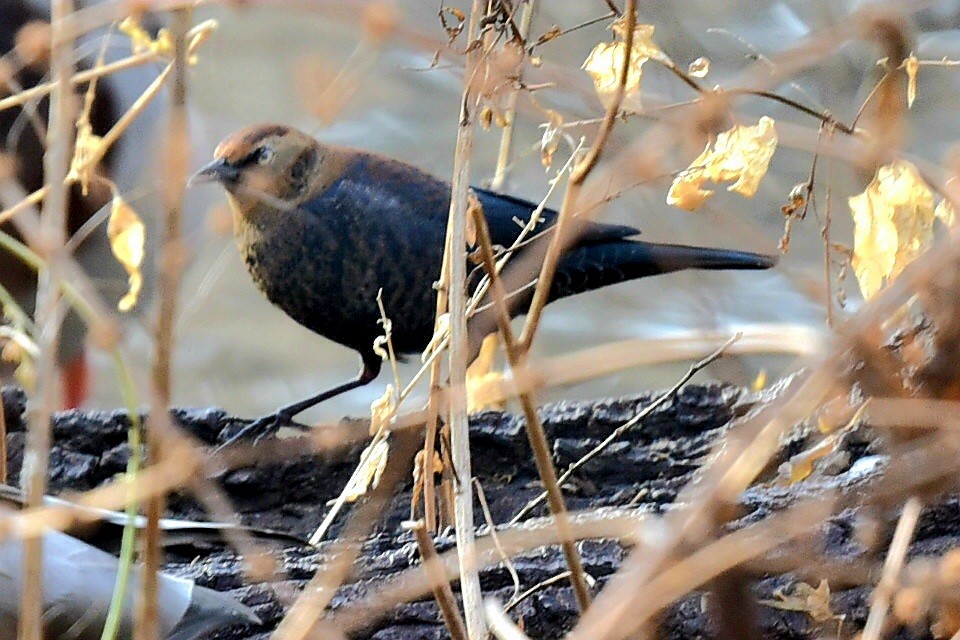 Rusty Blackbird - ML647135488