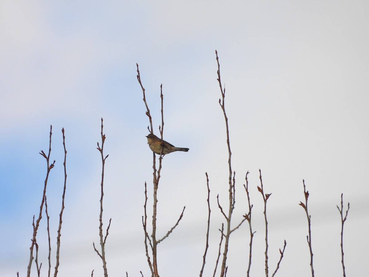 Reinita Coronada - ML647135489