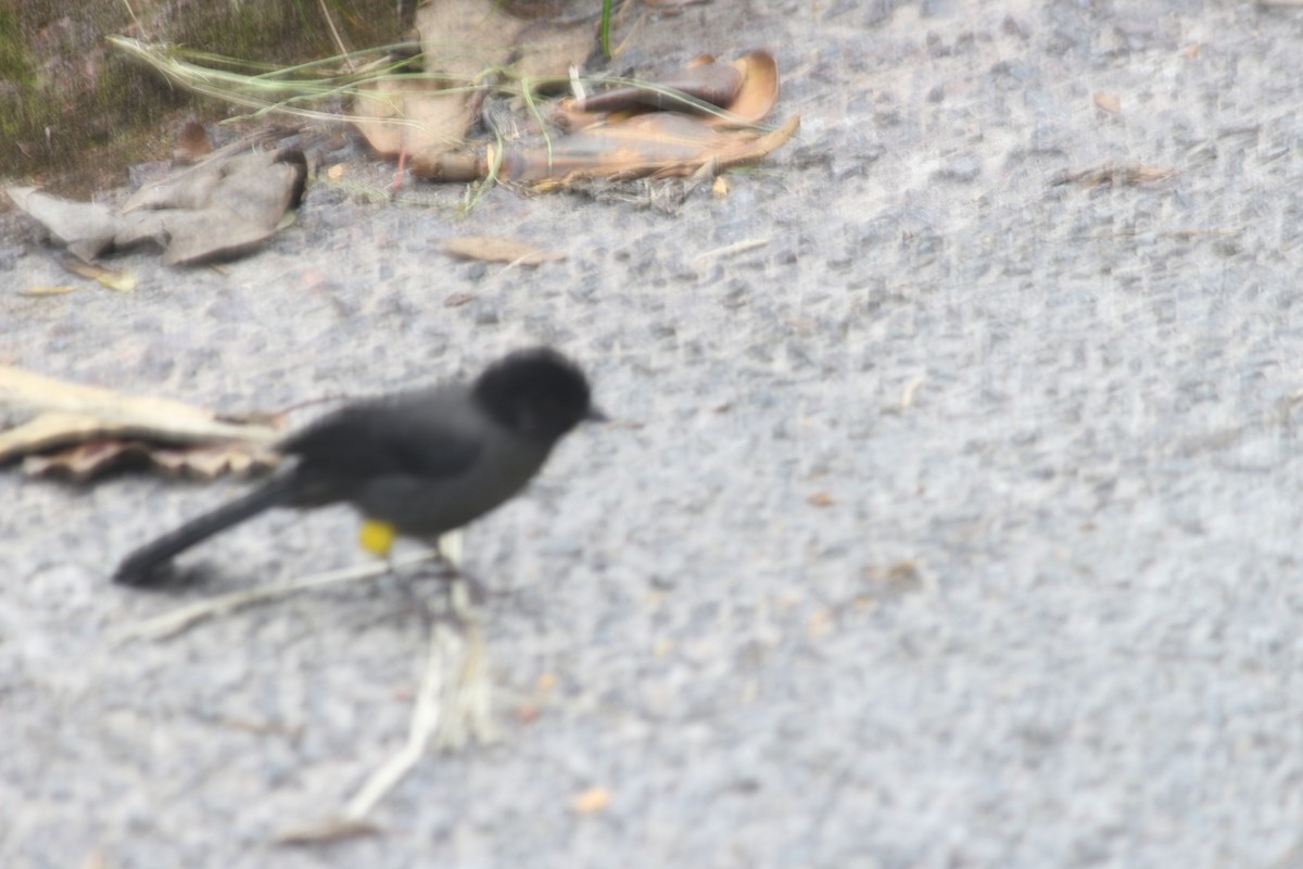 Cerquero Musliamarillo - ML647135491