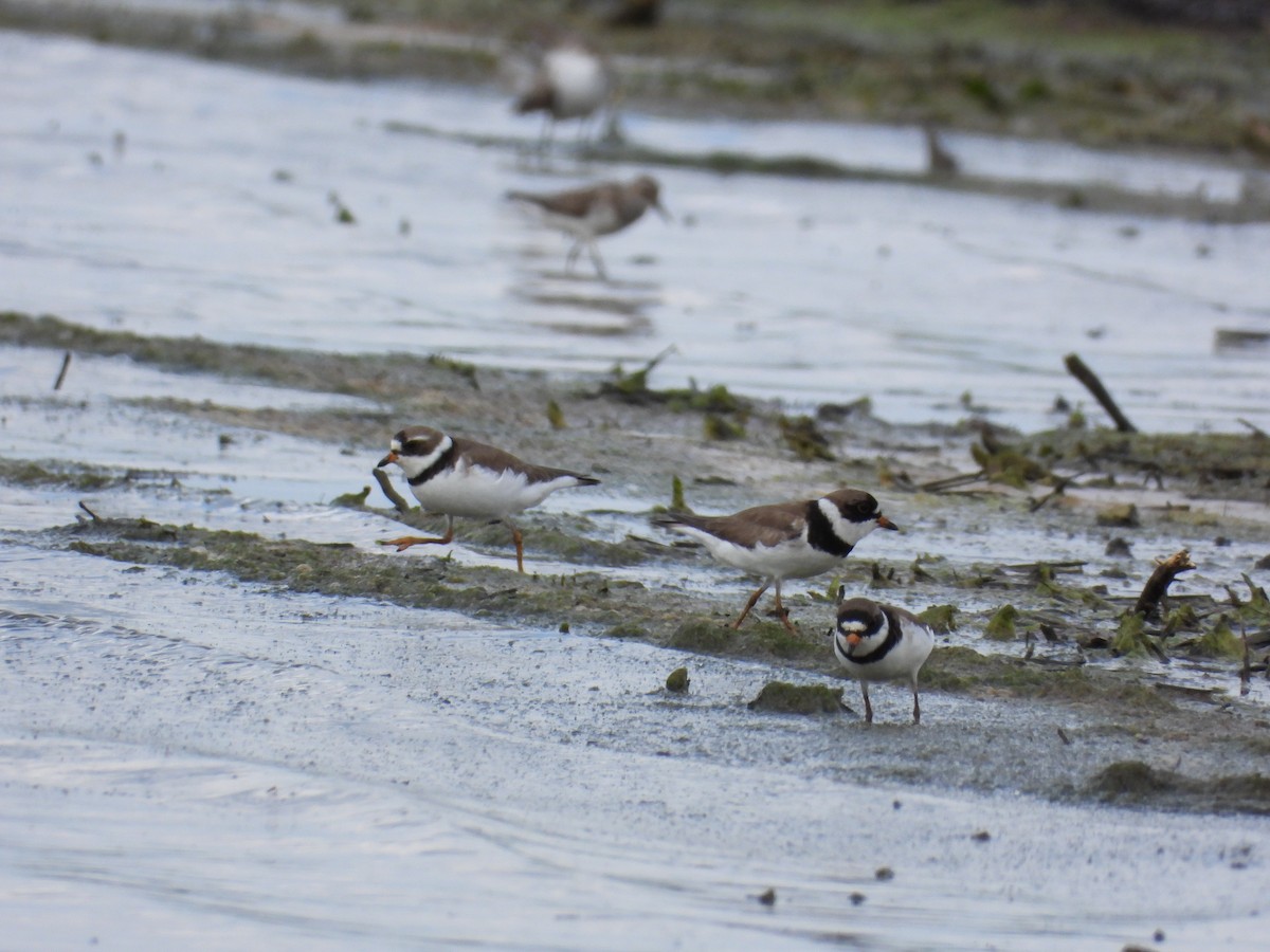 Chorlitejo Semipalmeado - ML647135496