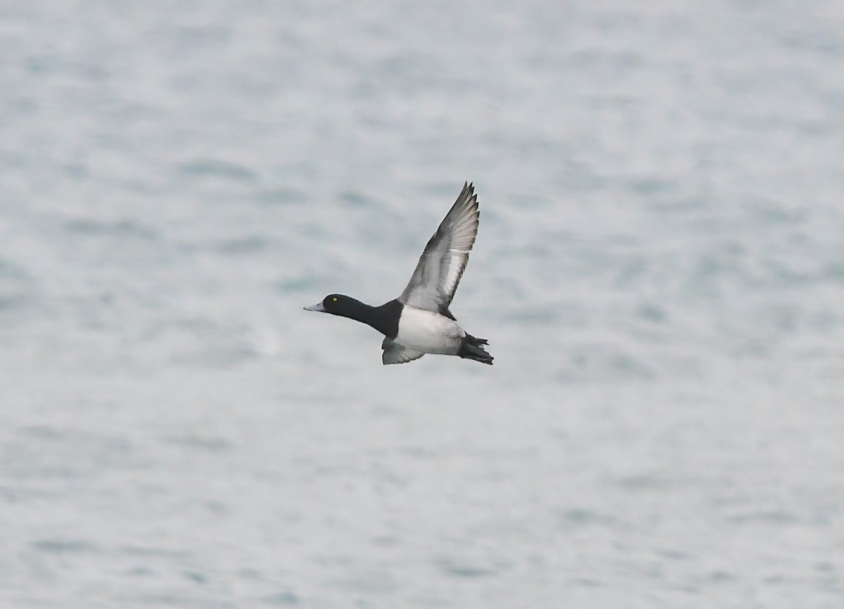 Porrón Bastardo - ML647135498