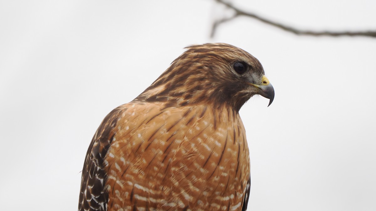 Busardo Pechirrojo - ML647135500