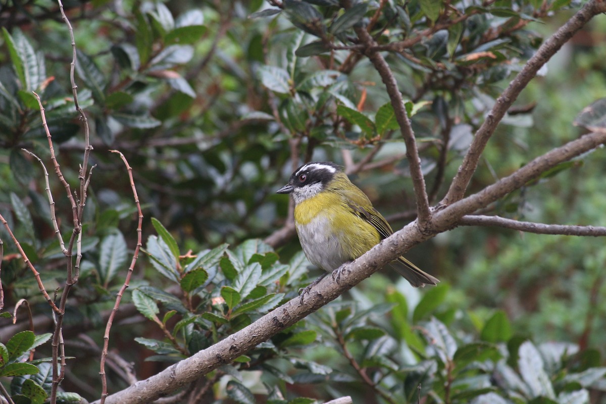 Clorospingo Cejiblanco - ML647135501