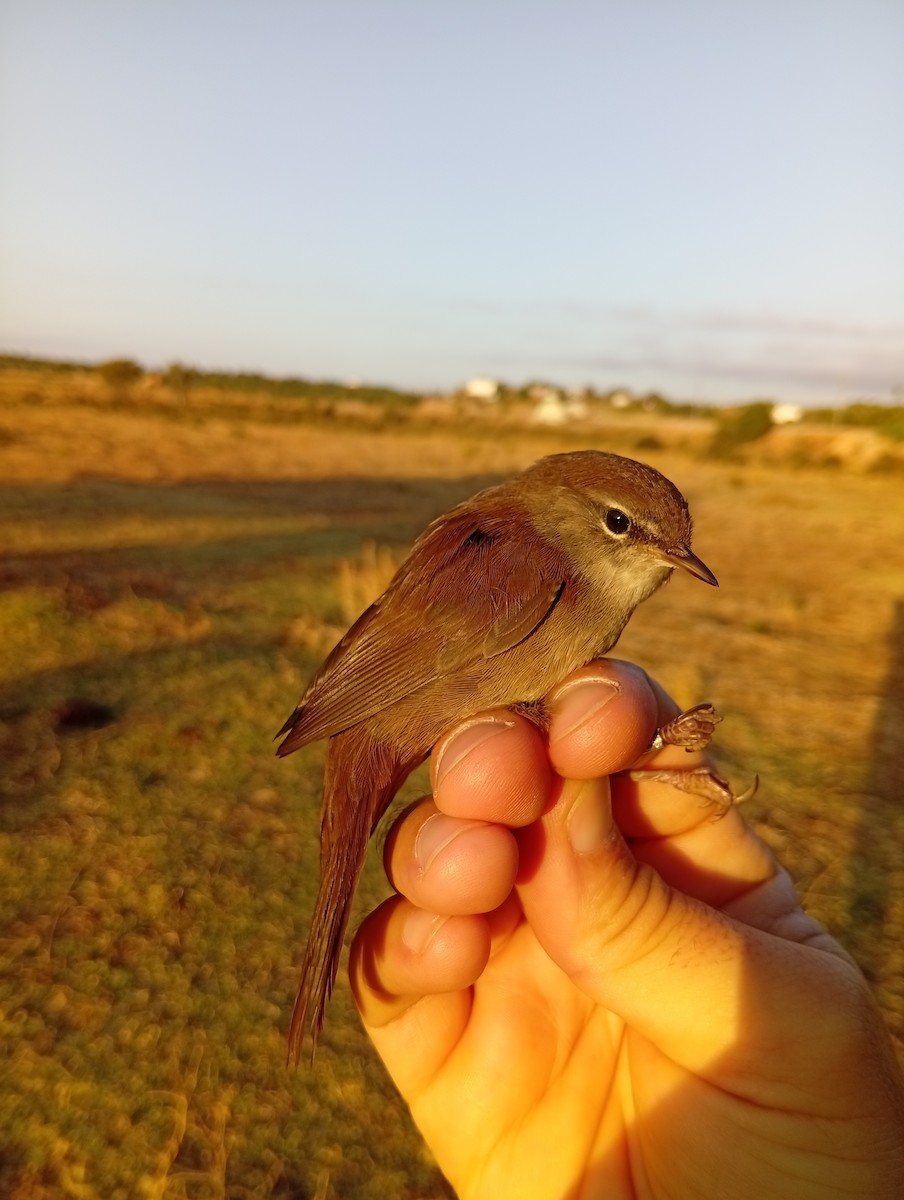 Cetia Ruiseñor - ML647135502