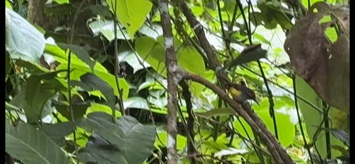 Bergdickichtsänger - ML647135504