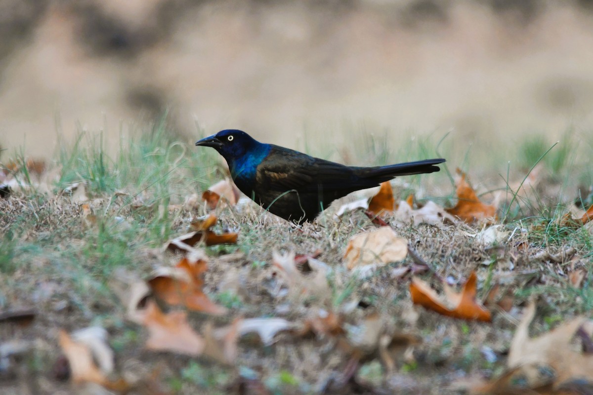 Zanate Común - ML647135505