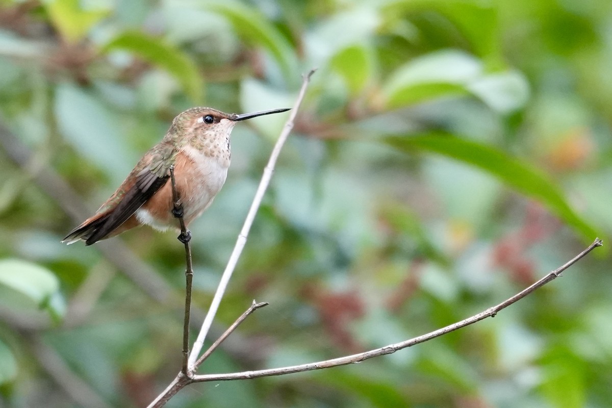 Rufous Hummingbird - ML647135506