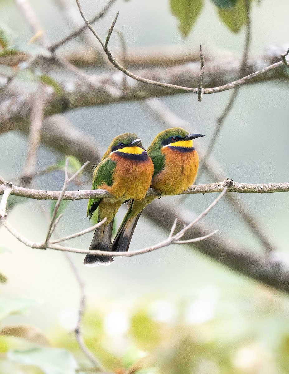 Abejaruco Montano - ML647135508