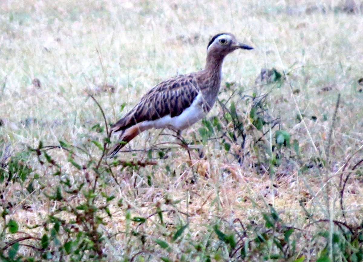 Alcaraván Venezolano - ML647135510