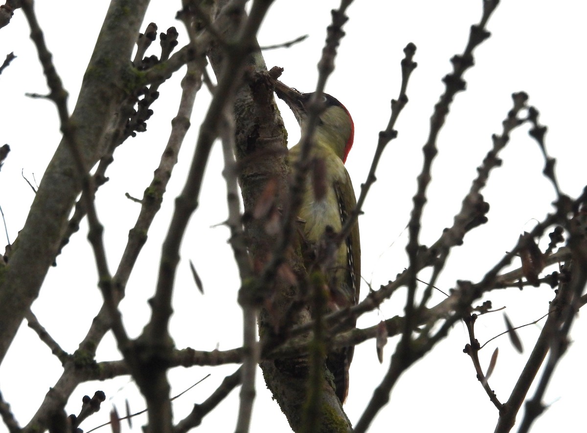 Pito Euroasiático - ML647135512