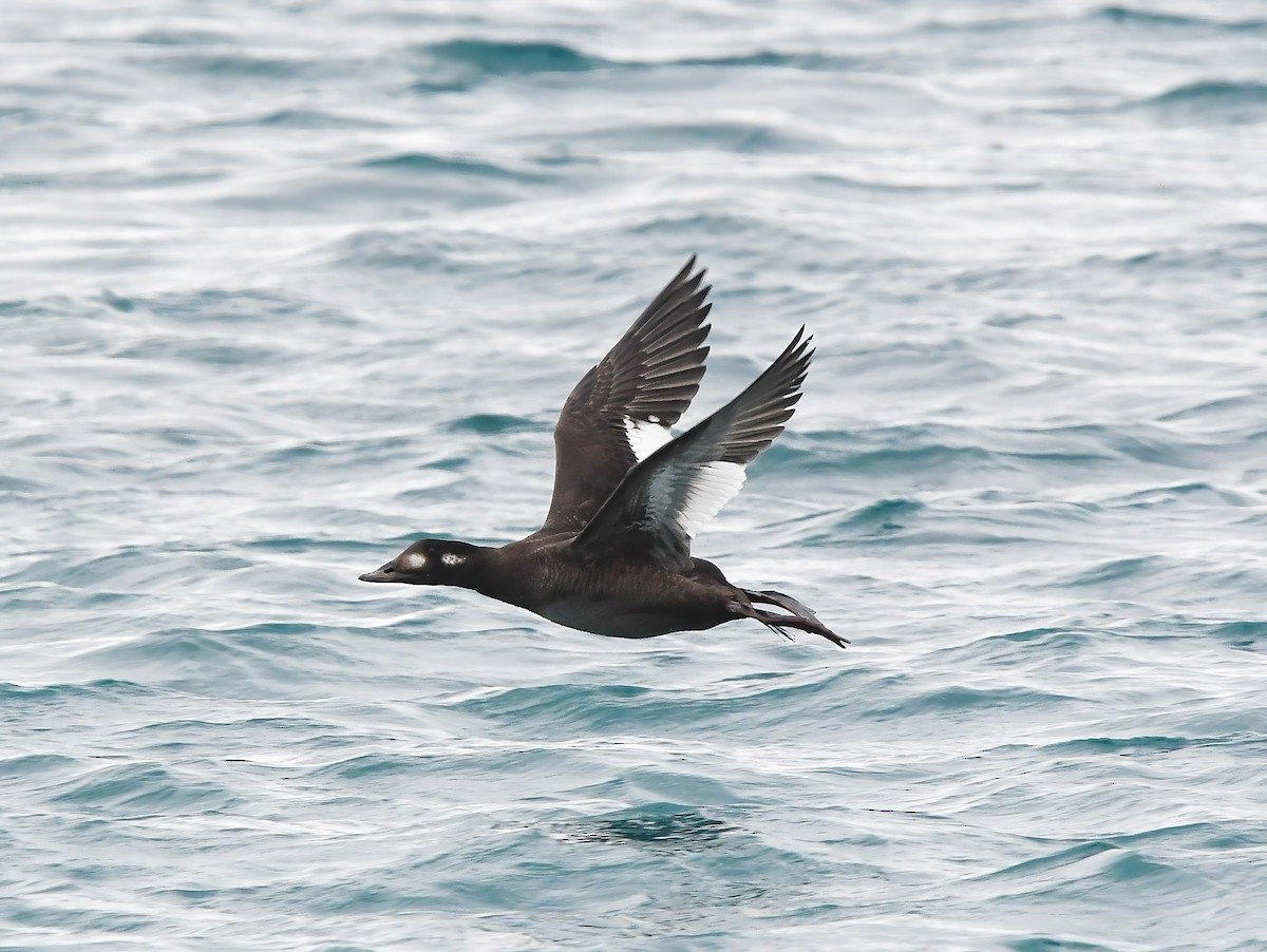 Negrón Aliblanco - ML647135521