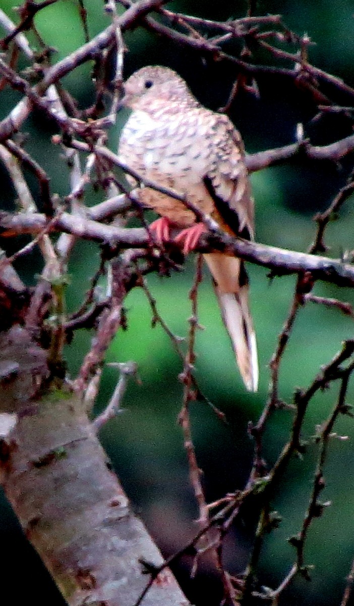 Tortolita Escamosa - ML647135524