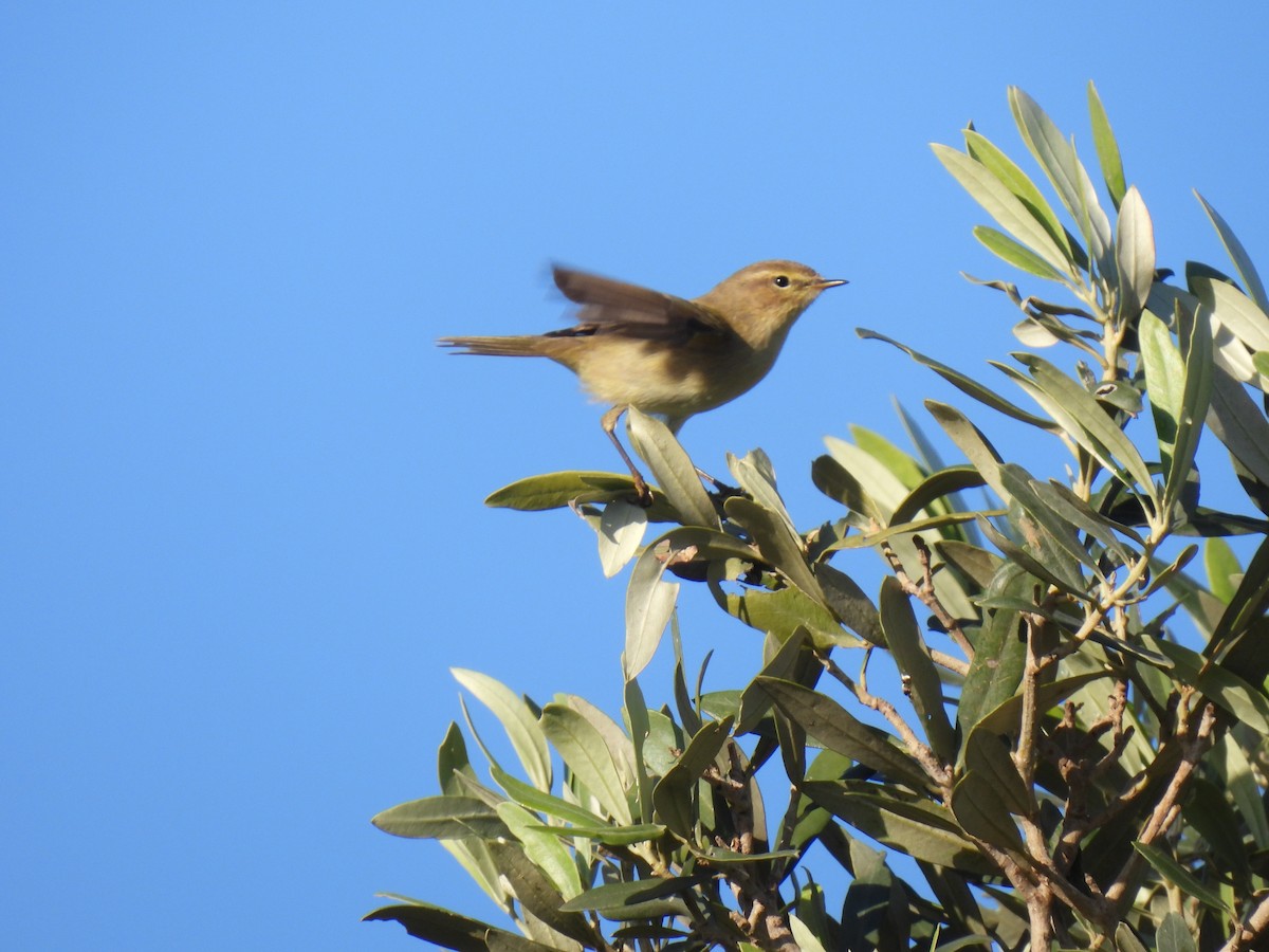 Mosquitero Común - ML647135525