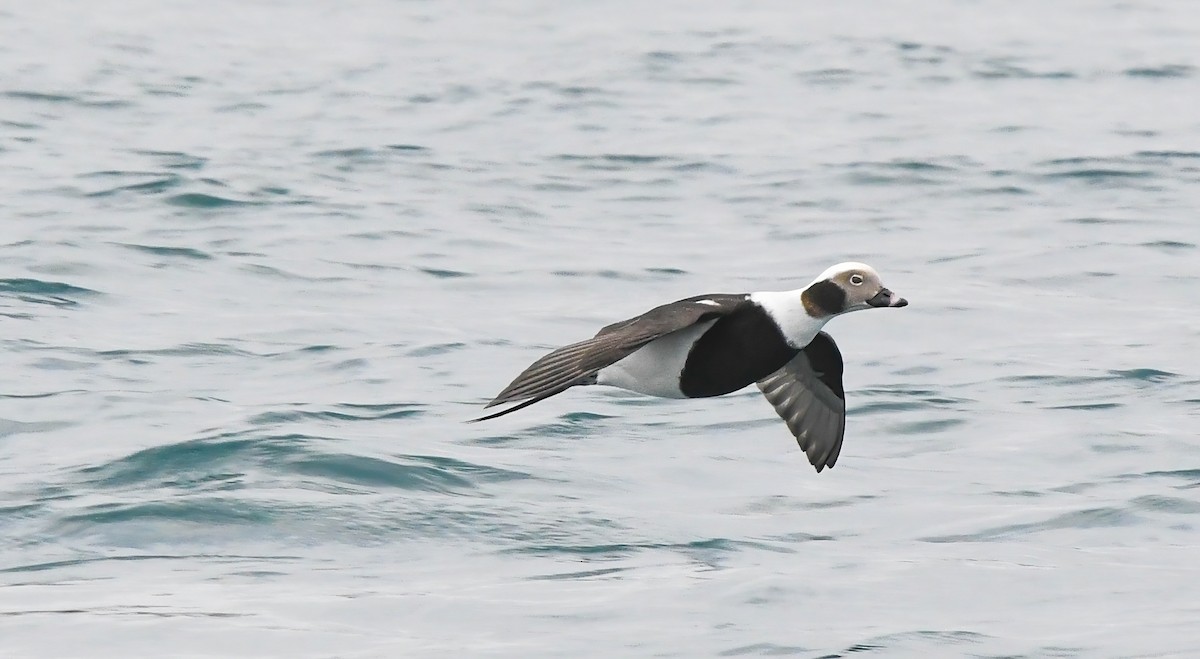 Pato Havelda - ML647135526