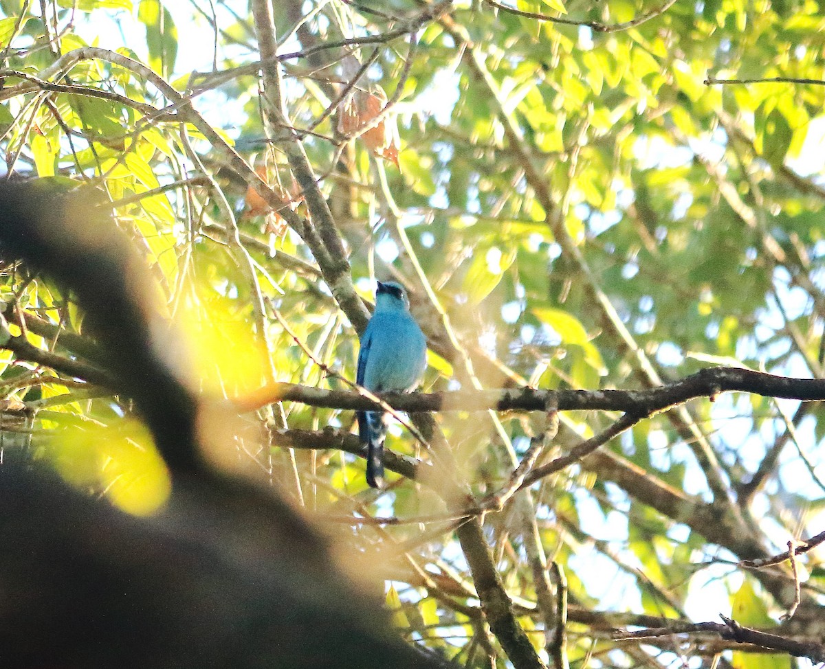 Verditer Flycatcher - ML647135527
