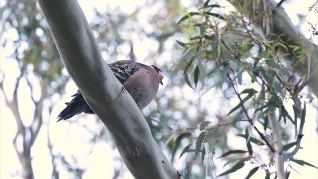 Paloma Bronce Común - ML647135530