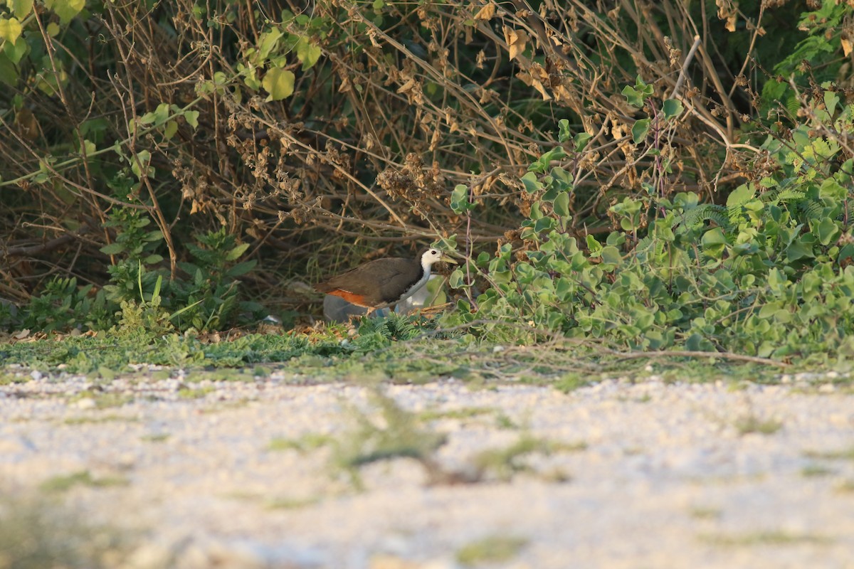 White-breasted Waterhen - ML647135531
