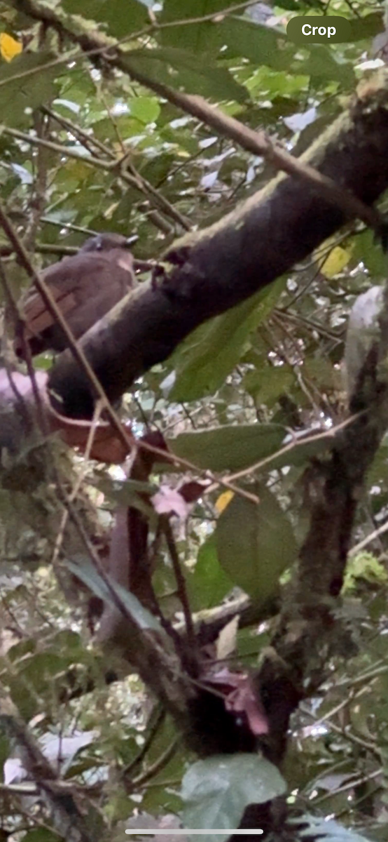 Kobaltblauschnäpper - ML647135533