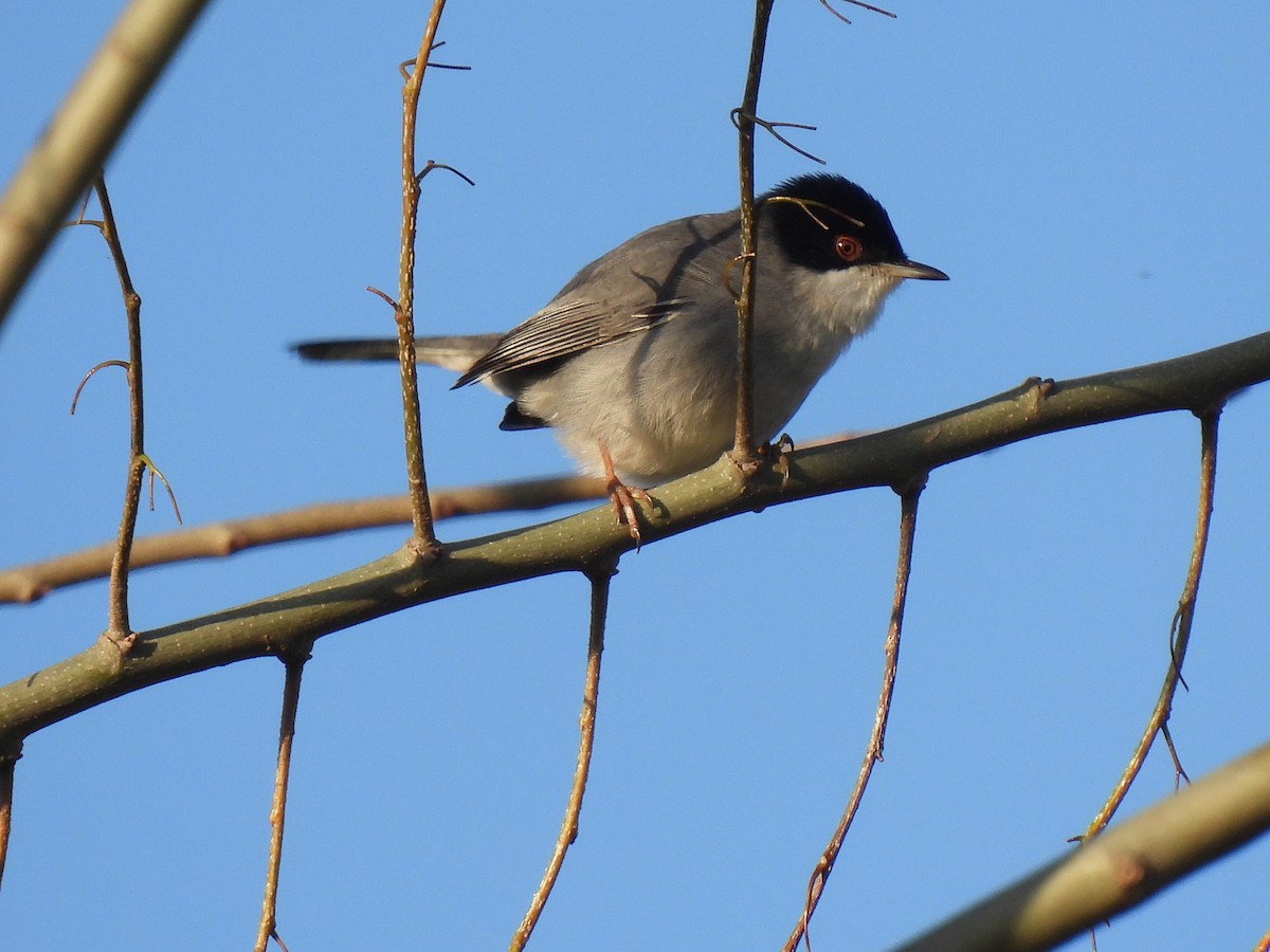 Sardinian Warbler - ML647135534