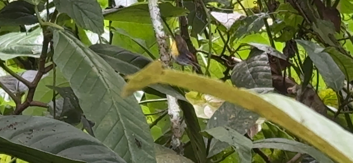 Bergdickichtsänger - ML647135539